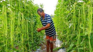 I Grew String Beans from Seed to Harvest in My Village, and Here's Happened!