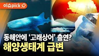 [이슈픽] 고래상어 잡히고 해파리 들끓어...해양생태계 급변 / YTN