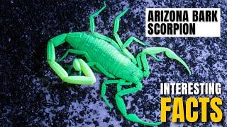 Amazing facts of  Arizona Bark Scorpion | Interesting Facts | The Beast World