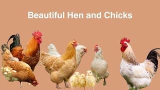 Beautiful Hen  and  Chicks  - Beautiful Chicks - Usman Farming