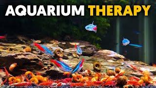 Aquarium Therapy  Relax With Red Cherry Shrimp, Amano Shrimp & Tetras