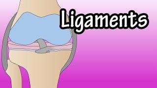 Ligaments - What Are Ligaments - Functions Of Ligaments - What Is A Torn Ligament