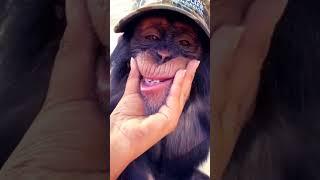 Smiling Monkey Caught on Camera!  Cute & Funny Moments