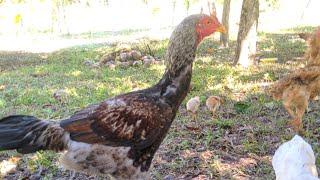 Como saber se o frango está formando para galo