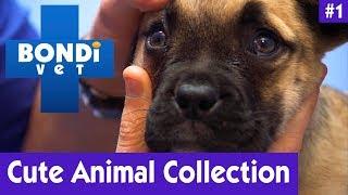 CUTE ANIMAL COLLECTION #1 | Bondi Vet