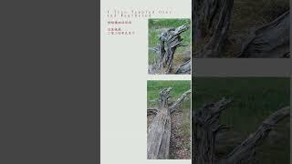 【七绝】树倾横地经风雨 A Tree Toppled Over and Weathered #七言诗 #七绝 #poem