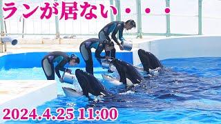 ランが神戸須磨シーワールドに移送されました・・・ 鴨川シーワールド シャチショー KamogawaSeaWorld  orca killerwhale