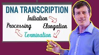 DNA Transcription Made EASY | Part 3: Termination