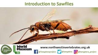 Introduction to UK Sawflies