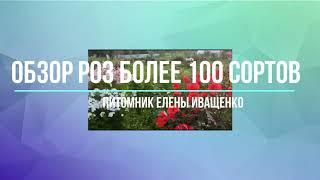 Обзор Роз. Более 100 сортов от Елены Иващенко