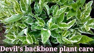 Devil's backbone / variegated pedilanthus plant care./ Full details