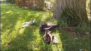 Young muscovy ducklings