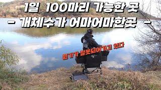 떼고기 소문// 믿지못할 사이즈// 잠시후 이곳의 정체가 밝혀집니다 #big fishing