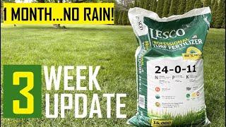 Lesco 24-0-11 with Iron / 3 Week Review - Late Spring Fertilizer - 2nd Fertilizer Application