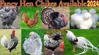 Fancy Hen All Breed Chikes Available  Frezal Bantam Chick Available 