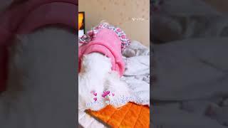 빗을 들면 눈치보고 최대한 시간끌기 ㅋㅋㅋㅋ #인삼먹는달콩이 #말티즈 #졸귀 #반려견