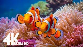 Aquarium 4k VIDEO (ULTRA HD)-Relaxing Music with Colorful Coral Reefs,Fish,and Stunning Ocean Scenes