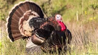 Wild Turkey Call