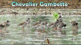 CHEVALIER GAMBETTE en  migration