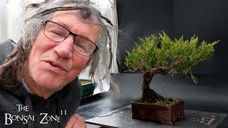 Pruning My 12 Dollar Juniper, The Bonsai Zone, Dec 2024