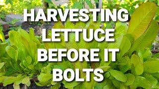 Harvesting lettuce before a heatwave to prevent bolting