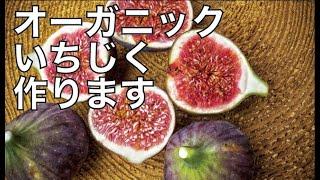 オーガニックのいちじく始めます！｜美味しい果物｜食べてキレイになる｜【小さなお茶農家#27】