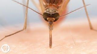 How Mosquitoes Use Six Needles to Suck Your Blood  |  Deep Look