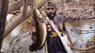 Archery of large snakehead fish. part=02