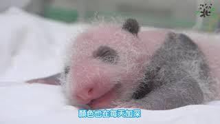 大貓熊寶寶住保溫箱 露屁屁睡覺超級可愛  Baby Panda sleeping in  incubator,the little  butt Is so  cutee!!