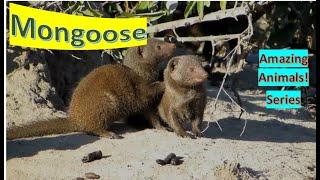 Mongoose facts 