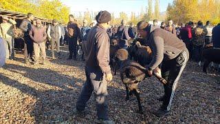 ANGREN GURUM MOL BOZORIDAN. QO'Y QO'ZI narxlari bilan tanishing