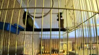 My cats & bird