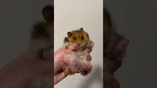 Hamster friend 