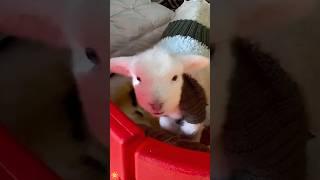 Cute little sheep#shortvideo #funny #youtube #pets #usa