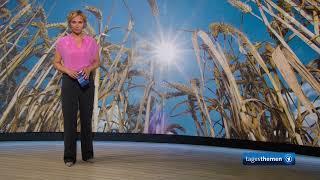 Weizenernte: Landwirte erwarten große Verluste – Verregnete Ernte | Tagesthemen | 21.08.23 | ARD