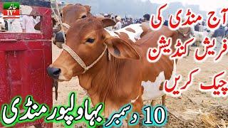 Bhawalpur Cow Mandi Fresh Latest Video Update | Cholistani Sahiwal Bachre | Chand TV Punjab Farming