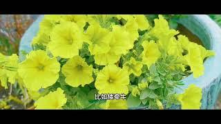 花园新种植区改造分享下篇：植物种植