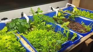 My Aquaponics system