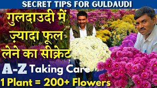 गुलदाउदी में ज़्यादा फूल लेने का सीक्रेट || 1 पौधे में 200+ फूल || A-Z Taking Care TIPS FOR GULDAUDI