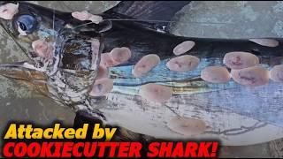 Cookiecutter Shark: The Tiny Predator That Bites Orcas and Submarines