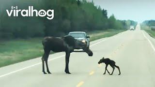 Mother Moose and Newborn Calf Cross Road || ViralHog