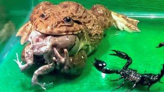 Big Bullfrog Eats Big Rain Frog & Poisonous Scorpion!