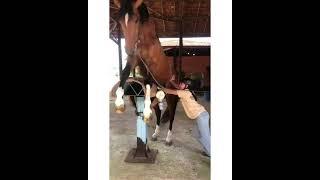 Horse Breeding Season #shorts #horse #ytshorts