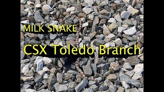 CSX Q131 with UP 2534 leading the way South on the Toledo Branch.(We Found A Milk Snake)