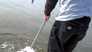 Sturgon fishing San Pablo Bay , Caught 5 in two hours  part 2