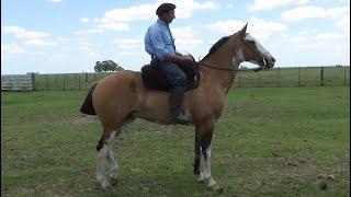 Caballo overo gateado manso de trabajo $3.600.000 LOSEQUINOS.COM