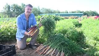 'Glow Stix Sunrise Mix' Carrots | from Johnny's Selected Seeds