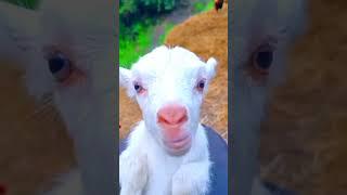 cute goat baby | goat sound | cute goten | goat video | funny goat | cute goat funny video | #shorts