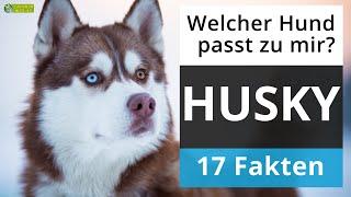 Ist ein Husky der richtige Hund für mich? 17 Fakten über Huskys!