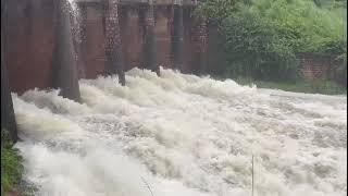 4 Gates of Bandh Baretha Dam Opened at Bayana in Bharatpur Rajasthan | बांध बरेठा बयाना | 12.09.2024